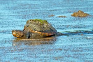 How Fast Can Common Snapping Turtles Swim 7