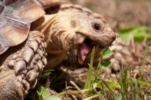 How Long Can A Tortoise Survive Without Food? 3