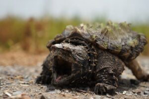 Are Humas Predators Of The Common Snapping Turtle 5