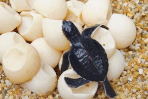 How Much Sooner Turtle Could Hatch With A Temp That Is A Bit Warmer 7