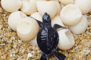 How Many Eggs Can A Green Sea Turtle Lay 3