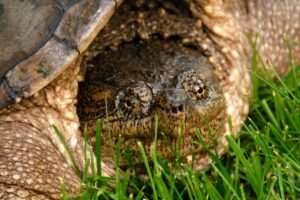 How Much Does A Common Snapping Turtle Weigh 2