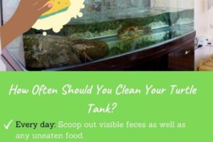 How Often Do You Have To Clean A Turtle Tank? - TurtleHolic 5