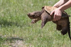 Can I Handle My Common Snapping Turtle 8