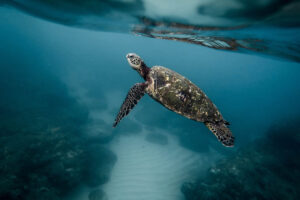 How Do Green Sea Turtles Protect Themselves? 6