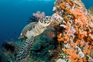 Do Hawksbill Sea Turtles Eat Coral 4