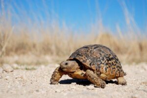 How Often Do Tortoises Pee 2