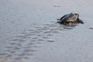 Sea Turtle Nesting Season On North Carolina's Crystal Coast 10