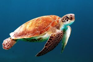 Are Loggerhead Sea Turtles Mammals 2