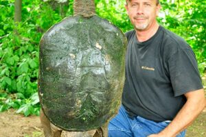 How To Capture Common Snapping Turtle 9