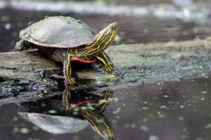 Are Painted Turtles Dangerous 4