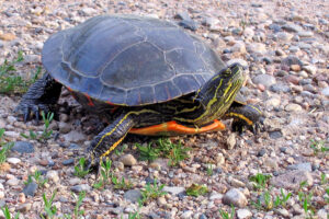 How Do Painted Turtles Live? 1