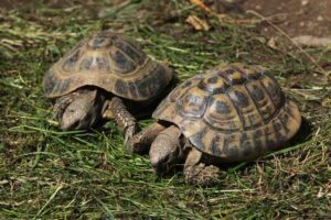 Are Tortoises Friendly? 1