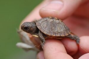 Turtles That Stay Small: Finding The Perfect Pet Turtle 5