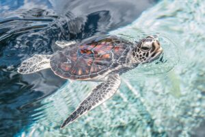 Hawaiian Green Sea Turtles On Maui 5