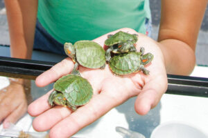 Are Turtles Harmless? 6