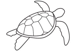 How Do You Draw A Easy Sea Turtle? 4