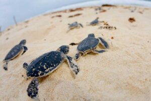 Everything You Need To Know About Sea Turtle Nesting 8