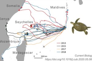 How Far Do Green Sea Turtles Migrate? 6