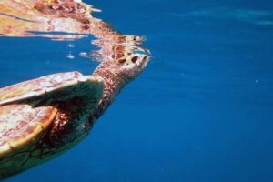 How Long Can Green Sea Turtles Hold Their Breath 2