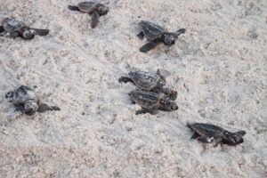 Siesta Key Sea Turtle Nesting Season 10