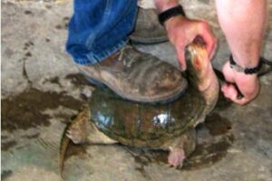 How To Clean A Snapping Turtle 3