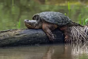 Common Snapping Turtle Care 4