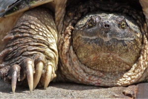 How Does Common Snapping Turtle Breathe 8