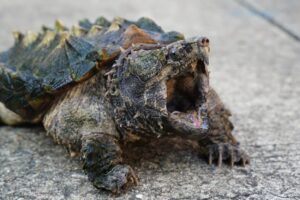 How Long Does The Common Snapping Turtle Live 8