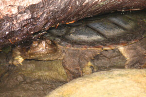 Do Common Snapping Turtles Hibernate 2