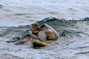 How Do Green Sea Turtles Mate? 9