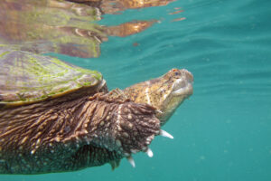 Can Common Snapping Turtles Swim In Salt Water 9