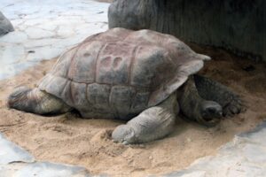 How Long Do Tortoises Sleep? 2