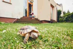 Why Tortoises Should NOT Roam Around The House 5