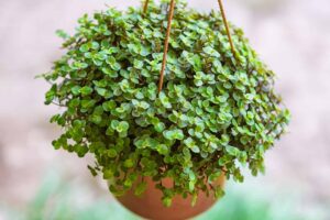 How To Grow Turtle Vine 4