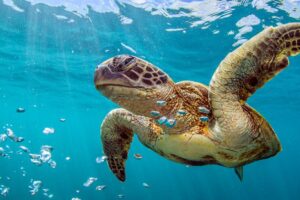 What Are 5 Interesting Facts About Turtles? 7