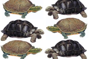 What Is The Difference Between A Turtle And A Tortoise? 5