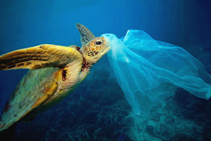 What Caused The Green Sea Turtle To Become Endangered 4