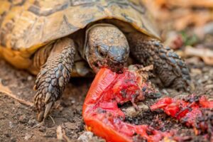 Do Turtles Eat Tomatoes? 6