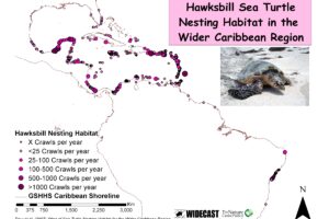 Where Do Hawksbill Sea Turtles Live In Florida 3