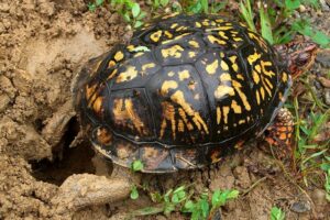 From Egg To Baby Box Turtle - Breeding Tips And Tricks 7