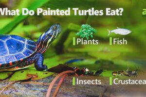 What Can Painted Turtles Eat 3