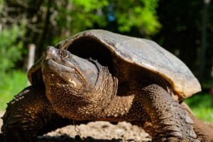 How Much Does The Common Snapping Turtle Eat 1