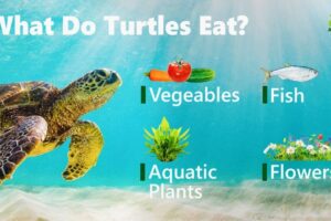 What Do Green Sea Turtles Eat In The Wild 8