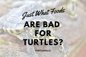 What Foods Are Bad For Turtles? 3