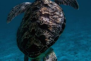 Do Green Sea Turtles Have Tails? 2