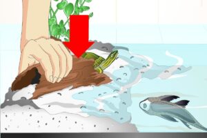 How To Put A Sucker Fish In A Tank With A Turtle: 14 Steps 5