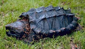 Alligator Snapping Turtle Care Guide 4