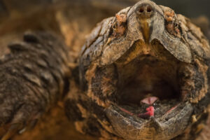 Do Common Snapping Turtles Have A Tonuge Lure 3