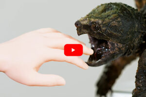 Can A Common Snapping Turtle Bite A Finger Off 4